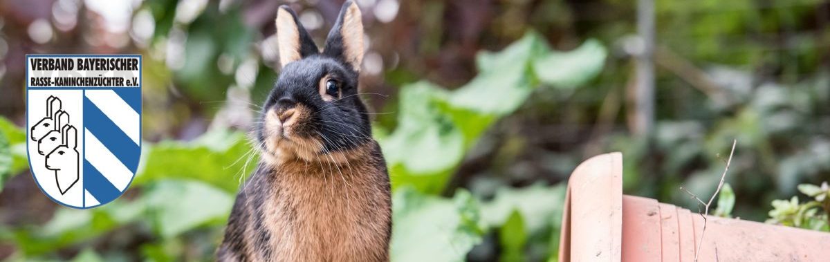 Verband Bayerischer Rassekaninchenzüchter e.V.